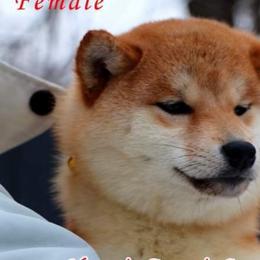 Yumi MameShiba - Shiba Inu