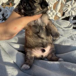 Maltipoo Puppies from Sophies Babies