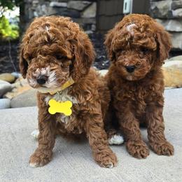 Orange Boy Leo - Red  male Goldendoodle puppy in Bristol, Tennessee from 4goldendoodles