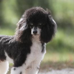 Trace - Poodle
