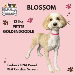 Blossom - Goldendoodle