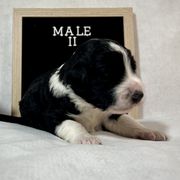 Bordoodle Puppies from The Painted Egg at Copper Barrel Farm