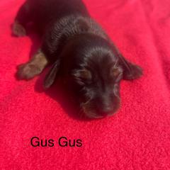 Dachshund Puppies from Dachshunds of Tales