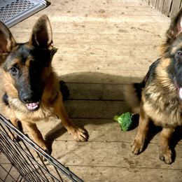 German Shepherd Puppies from Majestic Royal German Shepherd’s