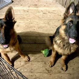 German Shepherd Puppies from Majestic Royal German Shepherd’s