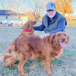 Golden Retriever Puppies from Red MAX Golden Retrievers