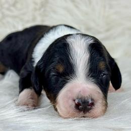 BTM - Black tri-color male Aussiedoodle puppy in Prague, Oklahoma from Classic K9’s  Aussies & Doodles