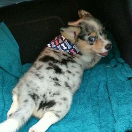 American Corgi and Pembroke Welsh Corgi Puppies from Lonesome Boone Corgis