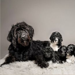 Labradoodle Puppies from Leebrick Labradoodles