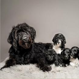 Labradoodle Puppies from Leebrick Labradoodles