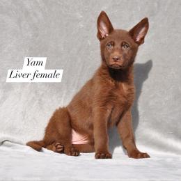 Yam - Liver female German Shepherd puppy in New Cambria, Missouri from Des Hausraben Shepherds