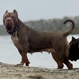 Ivy - American Bully