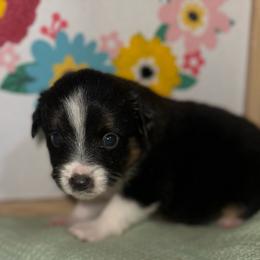 Georgie - Black tri male Toy Australian Shepherd puppy in Garvin, Oklahoma from Hochatown Awesome Aussies