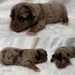 Red Merle male 2 - Red merle male Toy Australian Shepherd puppy in Brooker, Florida from Honey, I Shrunk the Aussies