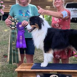 Australian Shepherds from Winchester Aussies