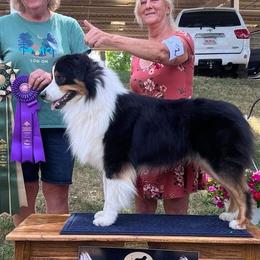 Australian Shepherds from Winchester Aussies