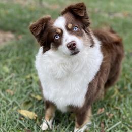 Ruby - Miniature American Shepherd