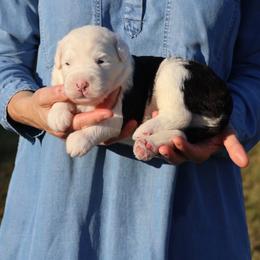 Rowan - Gray and white male Old English Sheepdog puppy in Cleveland, Tennessee from Narrow Path Old English & Sheepadoodles