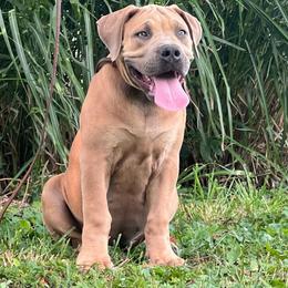 MIKASA - Fawn female Boerboel puppy in Pennsylvania from Cold River Boerboels