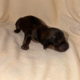 Shadow - Red male Dachshund puppy in Winder, Georgia from Southern Drawl Dachshunds