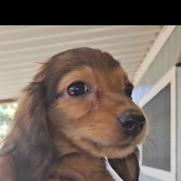 Dachshund Puppies from Samantha Spanton