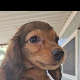 Dachshund Puppies from Samantha Spanton