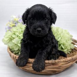 Finley - Phantom male Bernedoodle puppy in Thornville, Ohio from Four Front Doodles & Friends