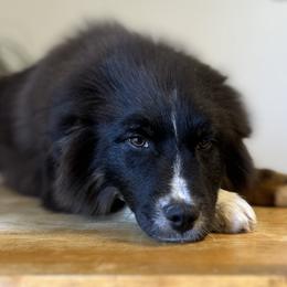 Mojave - Black tri-color Australian Shepherd puppy in Beaver, Utah from Renegade Point Stock Dogs