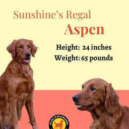 Aspen - Companion Cross