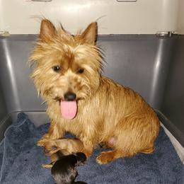 Cinnamon - Australian Terrier