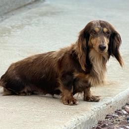 Chia - Dapple female Dachshund puppy in Horizon City, Texas from Micah's Minis