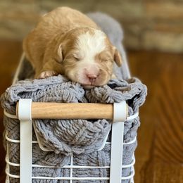 Boy 3 - Bernedoodle puppy in Santa Barbara, California from K+C Doodles