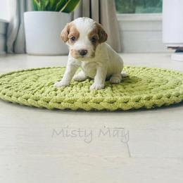 Misty- May - Blenheim female Cavapoo puppy in Aiken, South Carolina from Cavapoos of the Carolinas