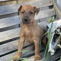 Girl 4 - Irish Terrier puppy from Avonlea Terriers