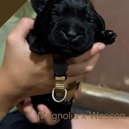Brown - Black female Labrador Retriever puppy in Wilson’s, Virginia from Cedar Hill Farm Labradors