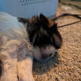 "Augie Shumway" Shih Tzu Puppies from We Shih Tzu Not!