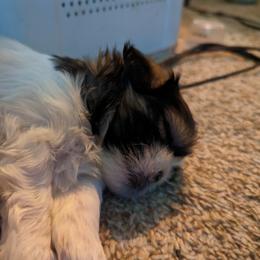 "Augie Shumway" Shih Tzu Puppies from We Shih Tzu Not!