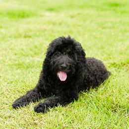 Sheepadoodle Puppies from Riley Grace Puppies
