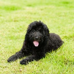 Sheepadoodle Puppies from Riley Grace Puppies