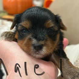 Boy1 - Black and tan male Yorkshire Terrier puppy in Chesapeake, Virginia from Your Key Breeder