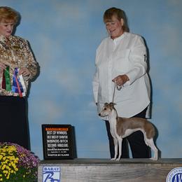 Italian Greyhound All Grown Up from Coccolare Italian Greyhounds