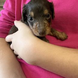 Male 2 - Chocolate and tan male Dachshund puppy in Barry, Texas from FireGlow Kennels AKC