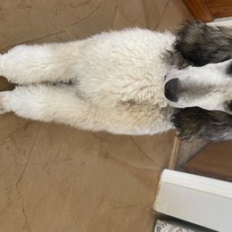 Poodle Puppies from High Mesa Standards