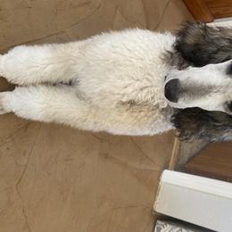 Poodle Puppies from High Mesa Standards