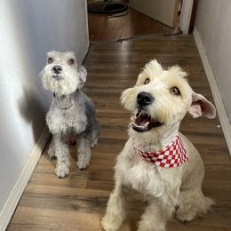 Lucas - Miniature Schnauzer