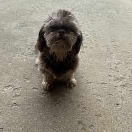 Tinker - Shih Tzu