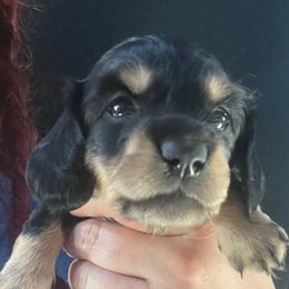 Lucy Girl 1 - Black and cream female Dachshund puppy in Bigfork, Minnesota from Dachshunds Up North