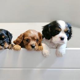 Cavalier King Charles Spaniel Puppies from Royalton Cavaliers