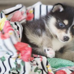 Pomsky Puppies from My Perfect Pomsky Pet