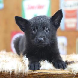 Brown collar - Black male German Shepherd puppy in Philippi, West Virginia from Vom Haus Highlands